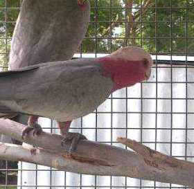 Lost Galah Cockatoo