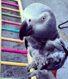 Lost African Grey