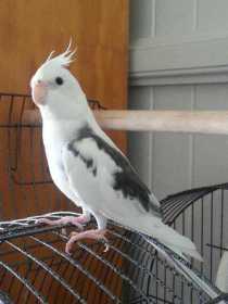 Lost Cockatiel