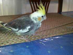 Lost Cockatiel