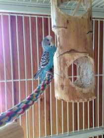 Lost Parakeet