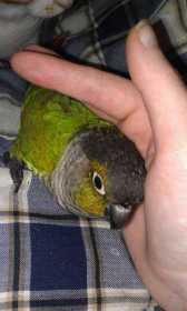 Lost Conure