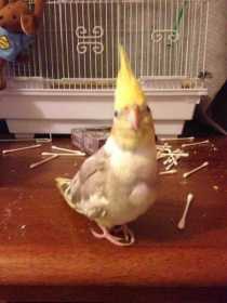 Lost Cockatiel