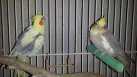 Lost Cockatiel