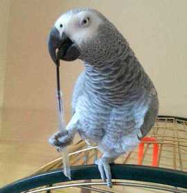 Lost African Grey