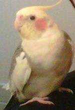 Lost Cockatiel