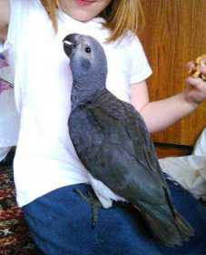 Lost African Grey