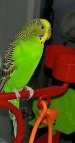 Lost Parakeet