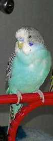 Lost Parakeet