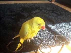 Lost Indian Ringneck Parakeet