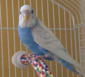 Lost Budgerigar