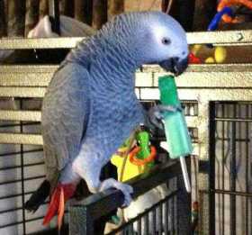 Lost African Grey