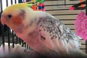 Lost Cockatiel