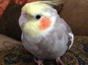 Lost Cockatiel