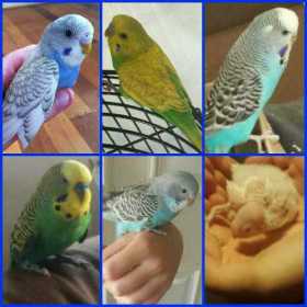 Lost Budgerigar