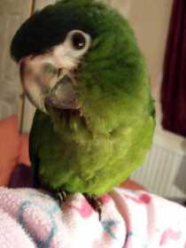 Lost Macaw