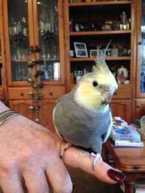 Lost Cockatiel