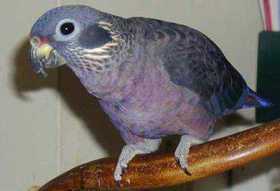 Lost Pionus