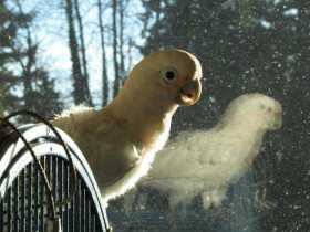 Lost Cockatoo