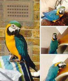 Lost Macaw