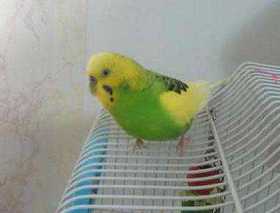 Lost Budgerigar