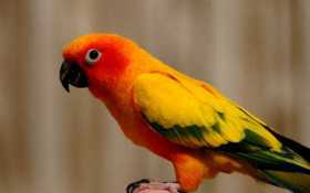 Lost Conure