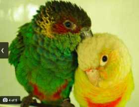 Lost Conure