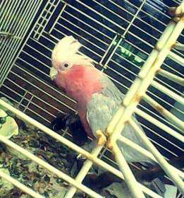 Lost Galah Cockatoo