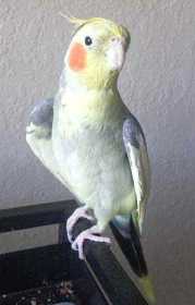 Lost Cockatiel