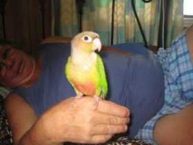 Lost Conure