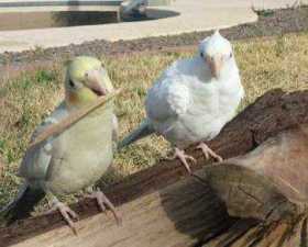 Lost Cockatiel