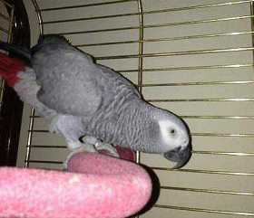 Lost African Grey