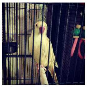 Lost Indian Ringneck Parakeet