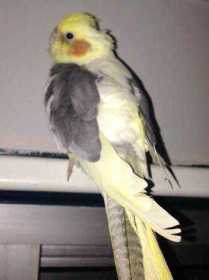 Lost Cockatiel