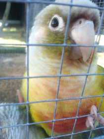 Lost Conure