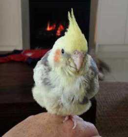 Lost Cockatiel