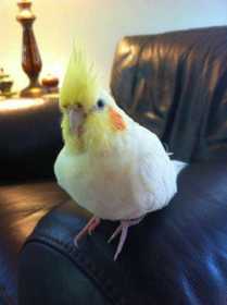 Lost Cockatiel