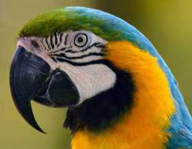 Lost Macaw