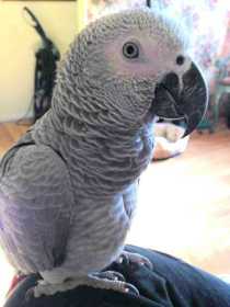 Lost African Grey