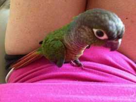 Lost Conure