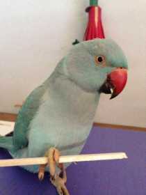 Lost Indian Ringneck Parakeet