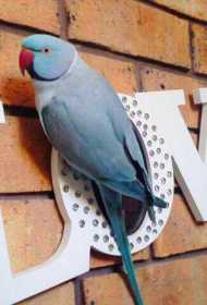 Lost Indian Ringneck Parakeet