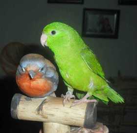 Lost Parrotlet