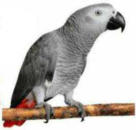 Lost African Grey