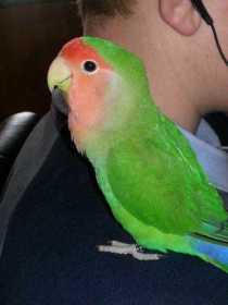 Lost Lovebird