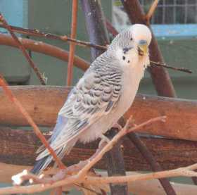 Lost Budgerigar