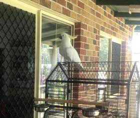 Lost Cockatoo