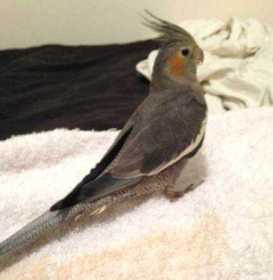 Lost Cockatiel