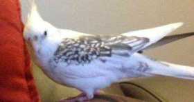 Lost Cockatiel