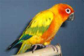 Lost Conure